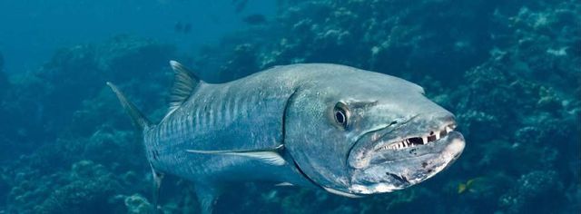 Найнебезпечніші морські чудовиська за версією National Geographic - фото 191559