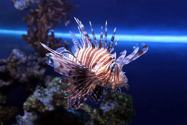 Найнебезпечніші морські чудовиська за версією National Geographic - фото 191571