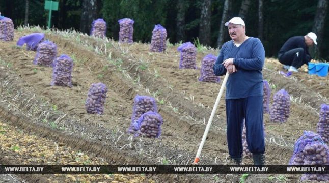 Лукашенко збирає картоплю - фото 1