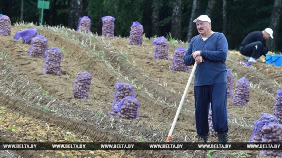 Лукашенко збирає картоплю - фото 1
