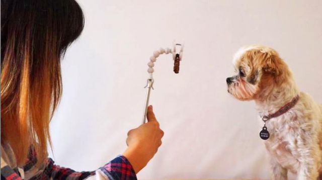 Створено пристрій для безпроблемних селфі з домашніми улюбленцями: чарівні фото - фото 190083