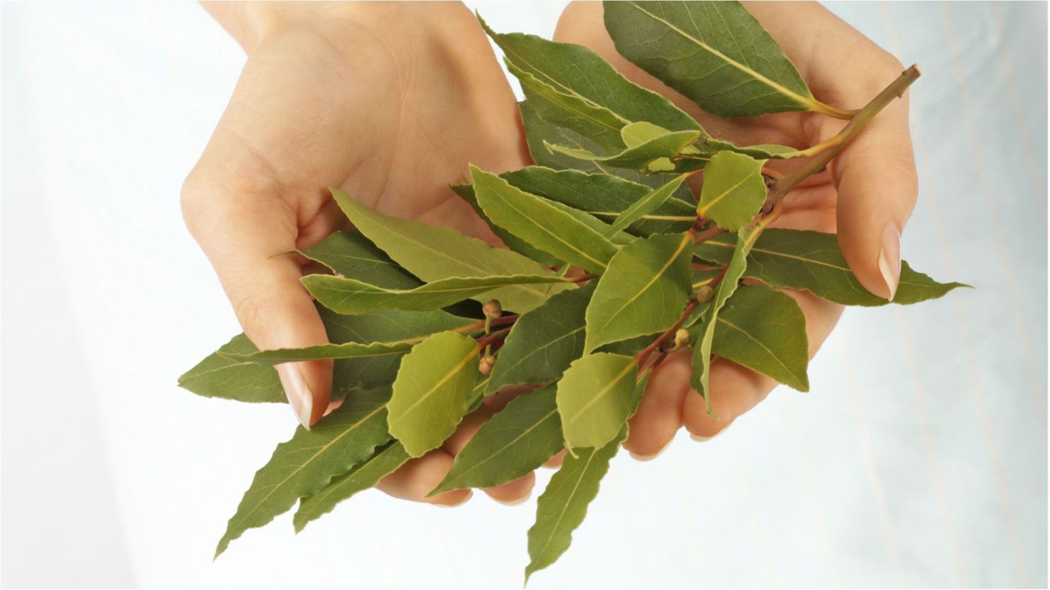 Чудодійні лікувальні властивості лаврового листя