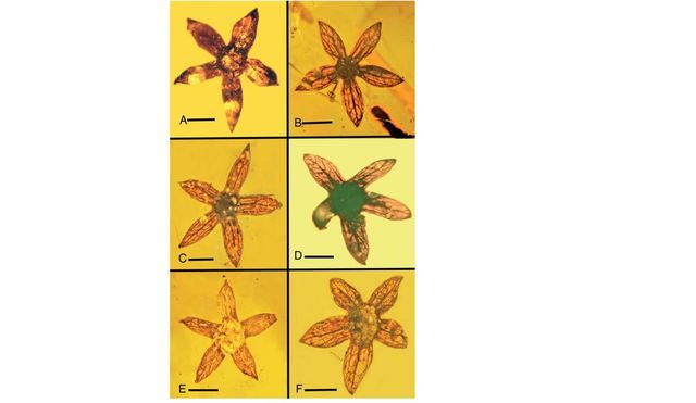 Вчені відкрили найдавніший вид квітів - фото 189396