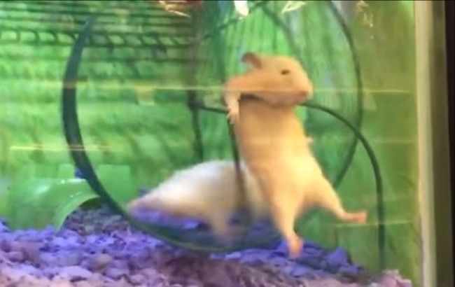 Потішний хом'як-спортсмен став зіркою мережі