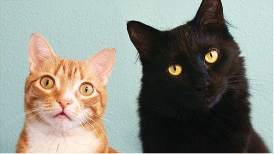 Як виглядає лабіринт для котів з 50 коробок: кумедне відео