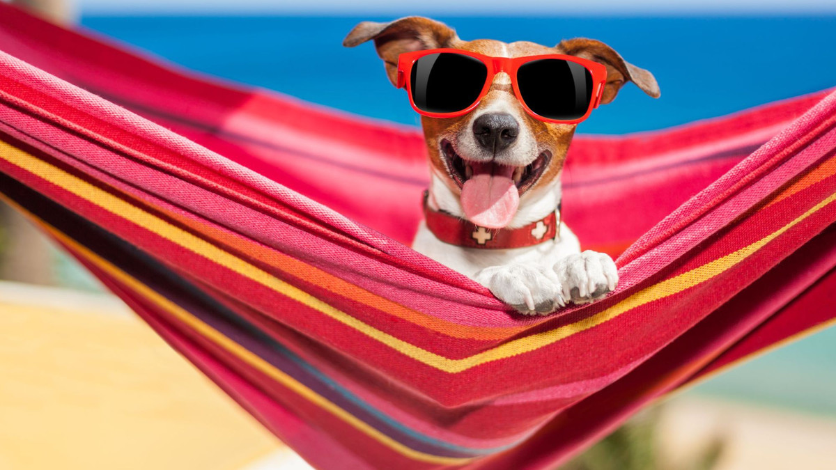 Monty's Dog Beach & Bar Crikvenica – ідеальне місце для відпочинку з собакою - фото 1