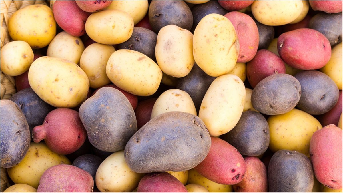 Вчені розповіли про користь червоної картоплі