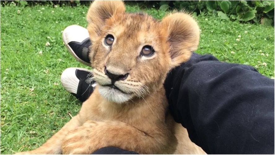 Татусь великих кішок зворушив користувачів мережі