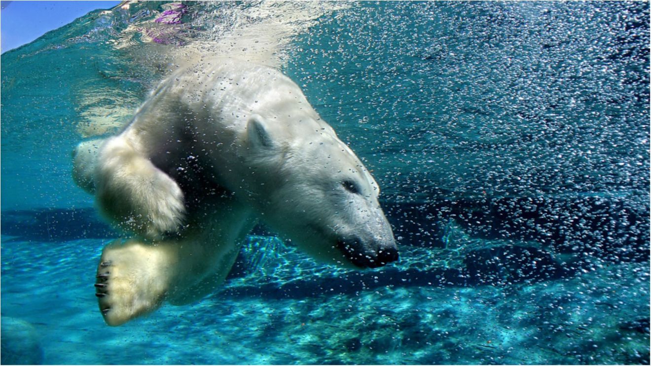 Розгадано таємницю загадкової аномалії Антарктиди