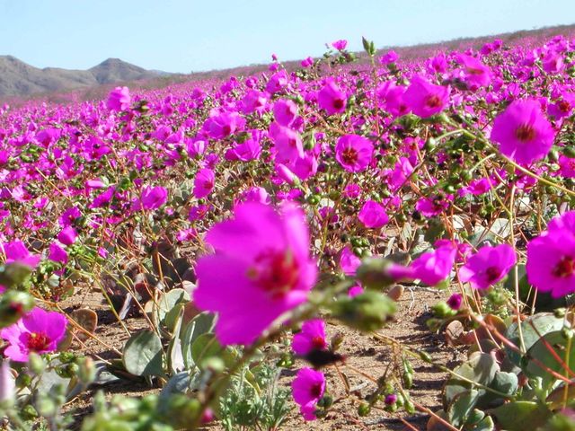 Розквітло найбільш засушливе місце на планеті: фотофакт - фото 191948