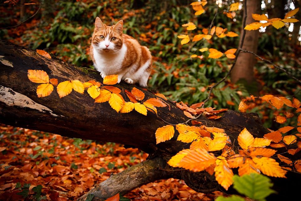 Яку погоду очікувати українцям першого вересня