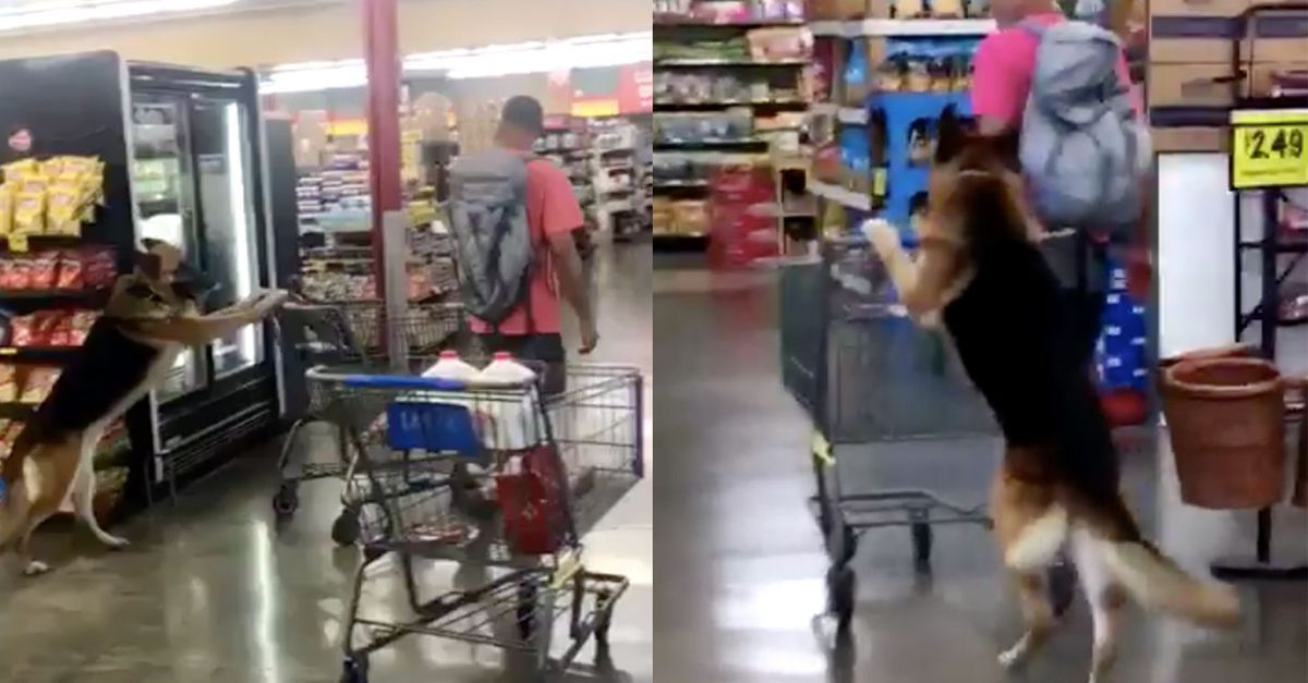 Не просто друг, а й помічник! - фото 1