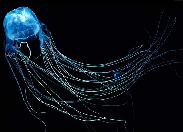 Найнебезпечніші морські чудовиська за версією National Geographic - фото 191563