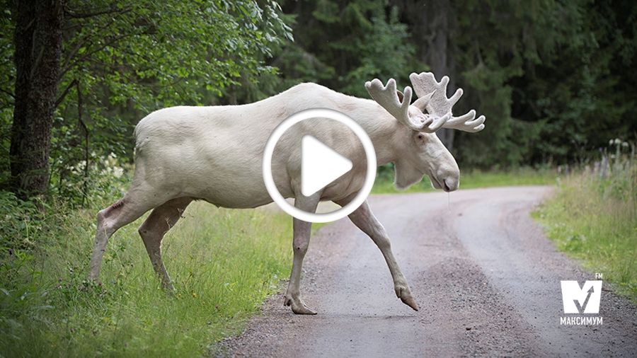 Цей лось справді виглядає магічно! - фото 1