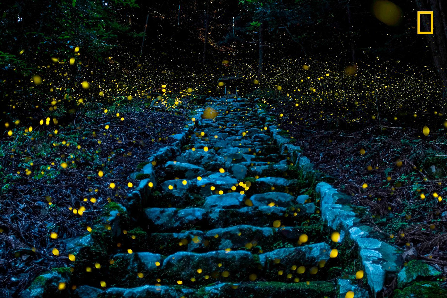 Перехоплює дух! National Geographic назвав найкращі фотографії 2017 року