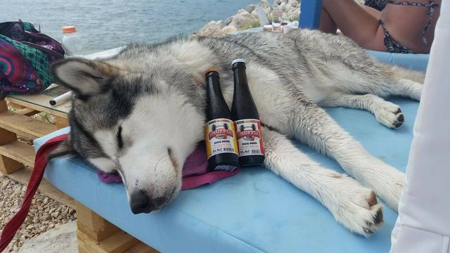 Ніяких котів! У Хорватії працює бар для собак - фото 191297