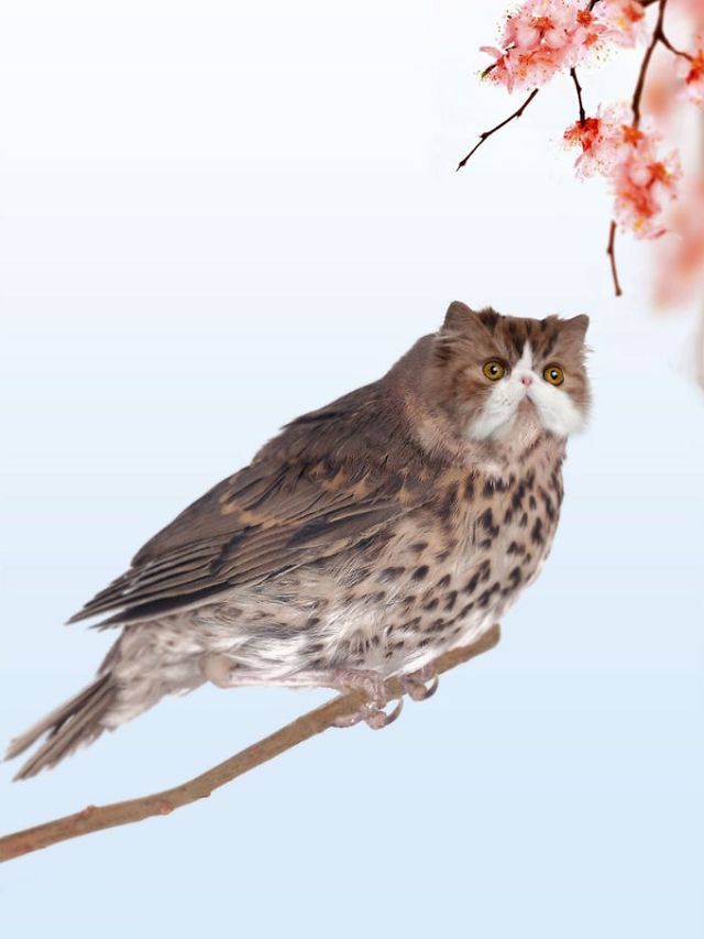 Якби котів схрестили з птахами: кумедні і моторошні фото - фото 199285