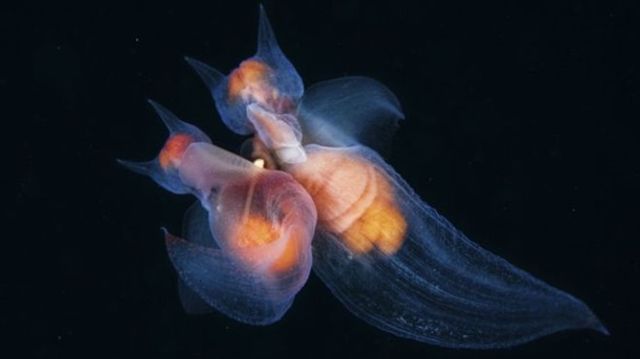 Найкращі фотографії дикої природи: фіналісти 2017 року - фото 196331