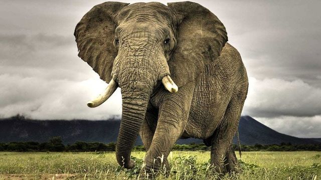 Названі тварини, які скоро вимруть - фото 196747