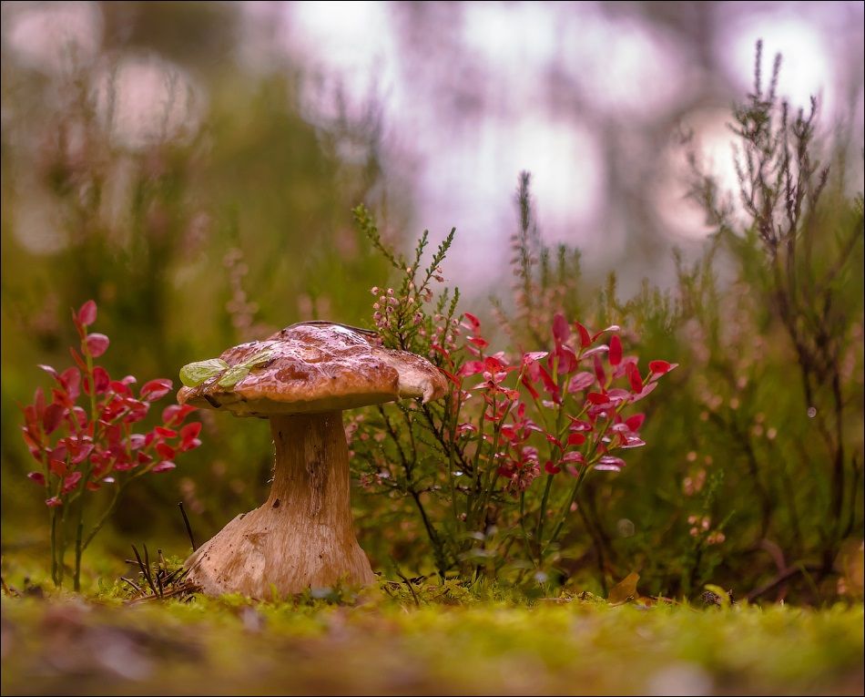 Галюциногенним грибам знайшлося нове застосування