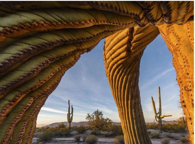 Найкращі фотографії дикої природи: фіналісти 2017 року - фото 196340