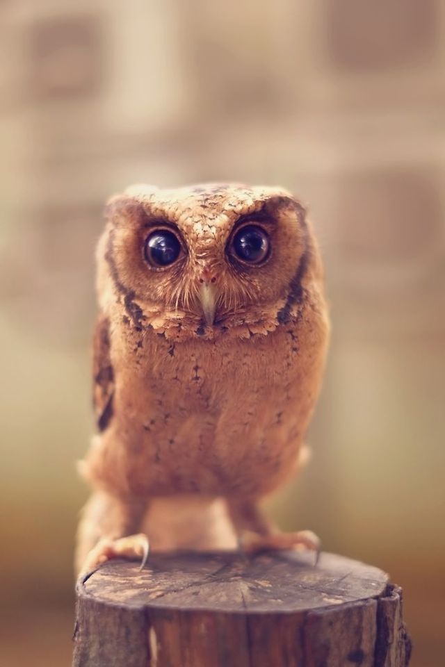 Краще за котиків! Чарівні сови на ефектних фото - фото 193826