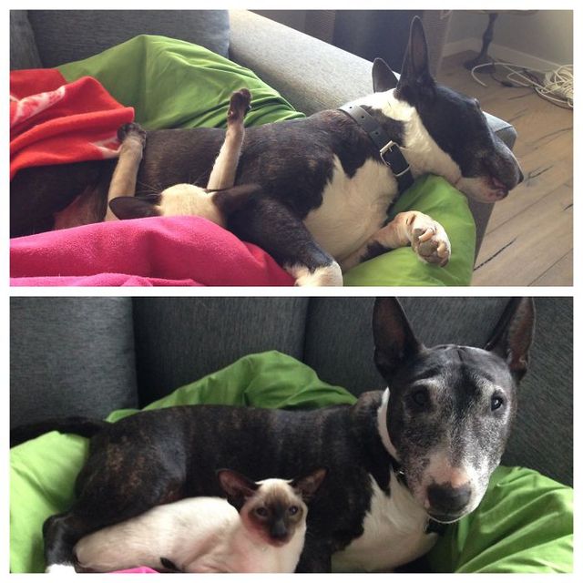 Як виглядає спільне життя котів та собак: кумедні фото - фото 193925