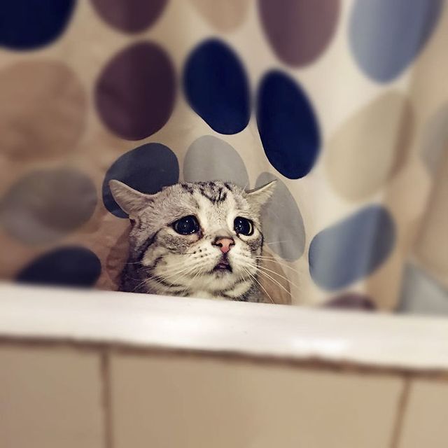 Як виглядає найсумніший кіт у світі, якого хочеться обійняти - фото 196829