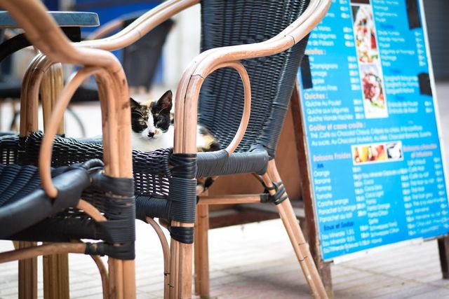 Як місто у Марокко захопили коти: чарівні фото - фото 194821