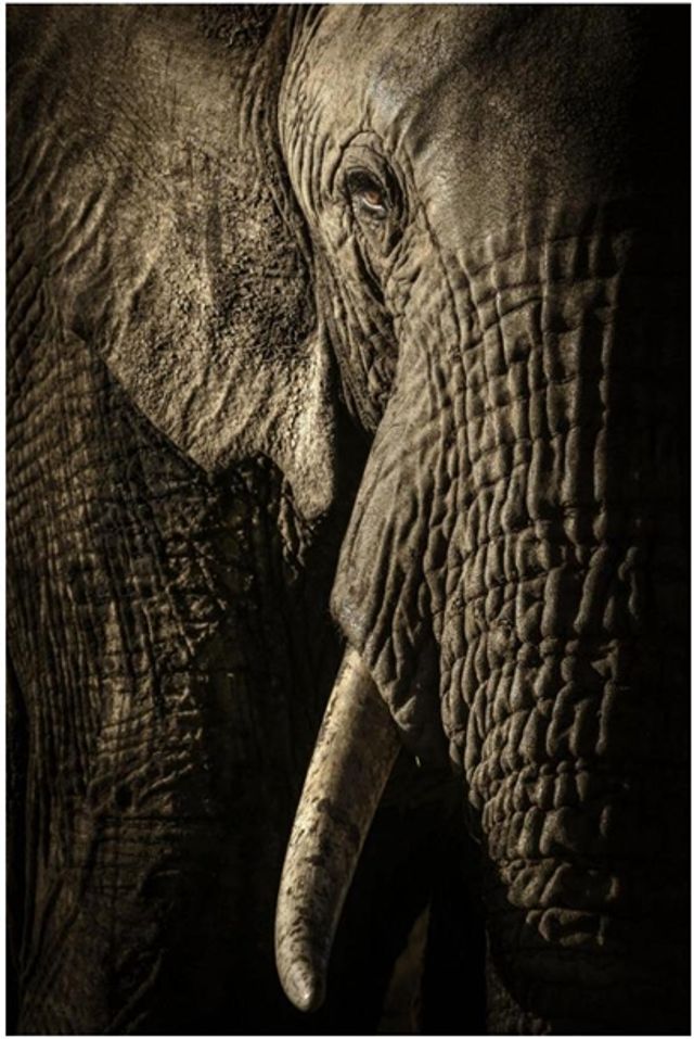 Найкращі фотографії дикої природи: фіналісти 2017 року - фото 196341