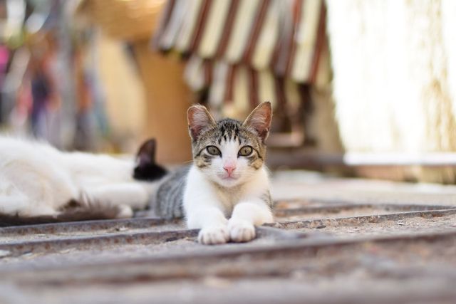 Як місто у Марокко захопили коти: чарівні фото - фото 194827