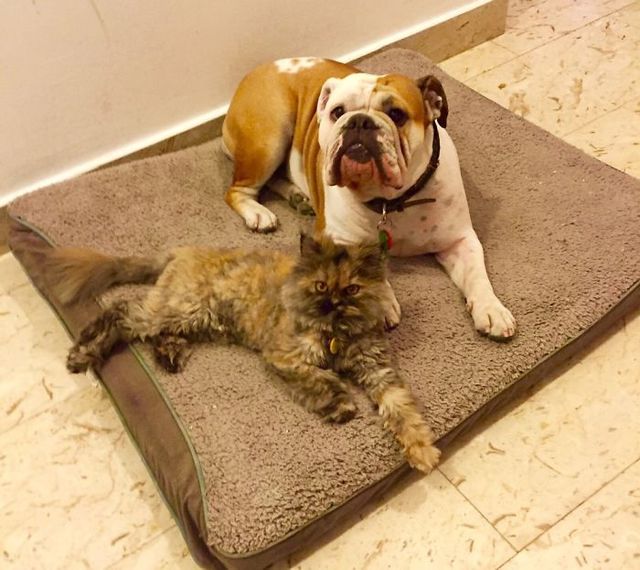 Як виглядає спільне життя котів та собак: кумедні фото - фото 193913