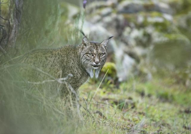 Найкращі фотографії дикої природи: фіналісти 2017 року - фото 196337