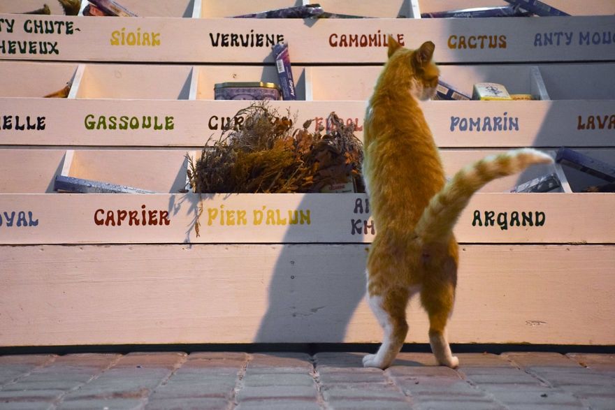 Як місто у Марокко захопили коти: чарівні фото