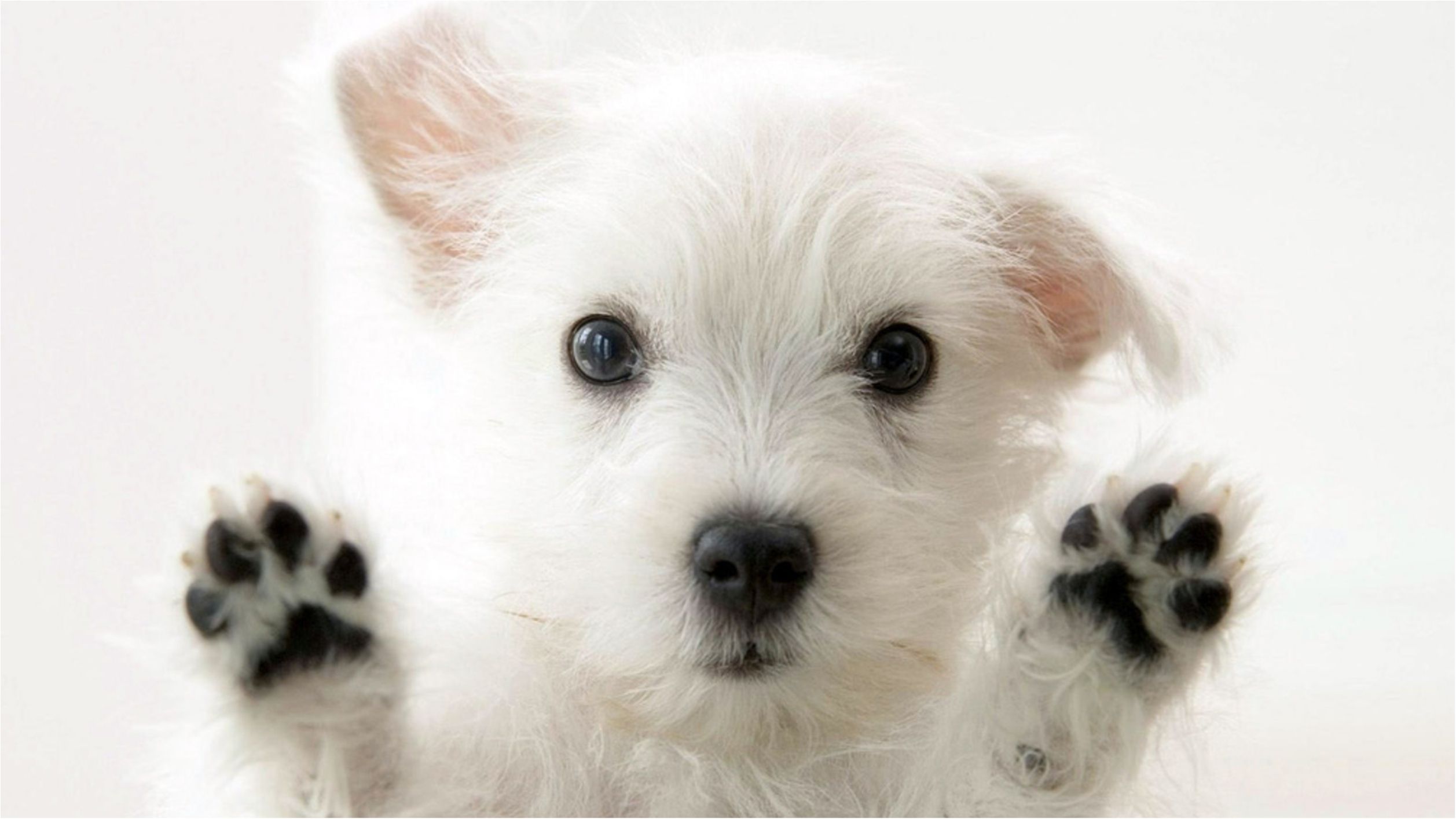 Вовки проти собак: хто розумніший?