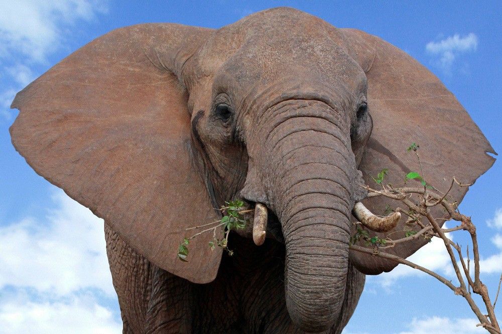 По центру Одеси прогулявся слон: фотофакт