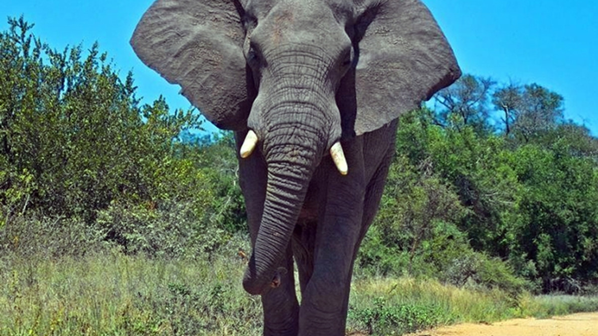 Курйозне відео із слоном - фото 1