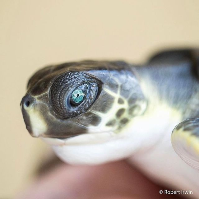 13-річний син відомого журналіста вразив своїми фото - фото 195293