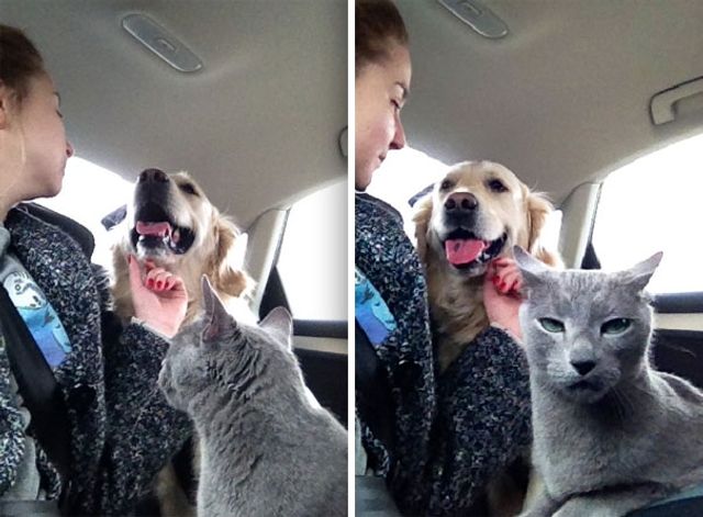 Коли кіт і пес живуть в одному домі: кумедні фото - фото 195580