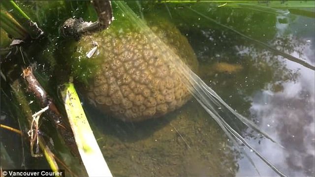 У Канаді знайшли загадкову істоту в формі людського мозку: фотофакт - фото 193277