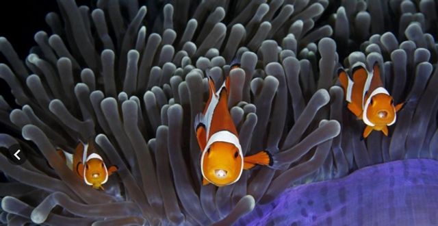 Найкращі фотографії дикої природи: фіналісти 2017 року - фото 196339