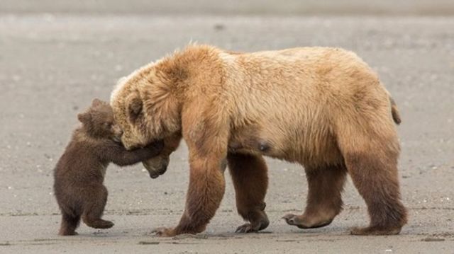 Найкращі фотографії дикої природи: фіналісти 2017 року - фото 196343