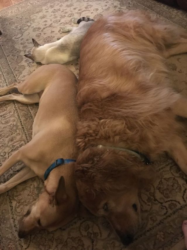 Як виглядає спільне життя котів та собак: кумедні фото - фото 193920