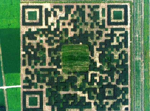 Як виглядає QR-код із 130 тисяч кущів і дерев: вражаючі фото - фото 196742