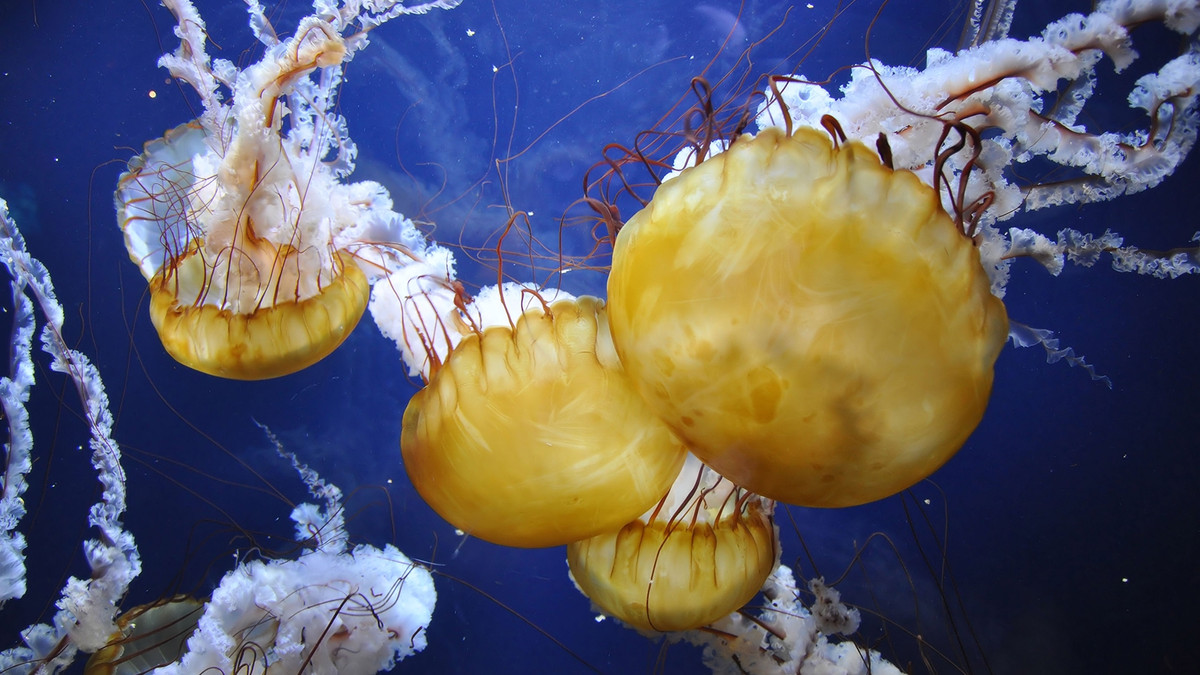 Як виявилося, медузи вночі сплять - фото 1
