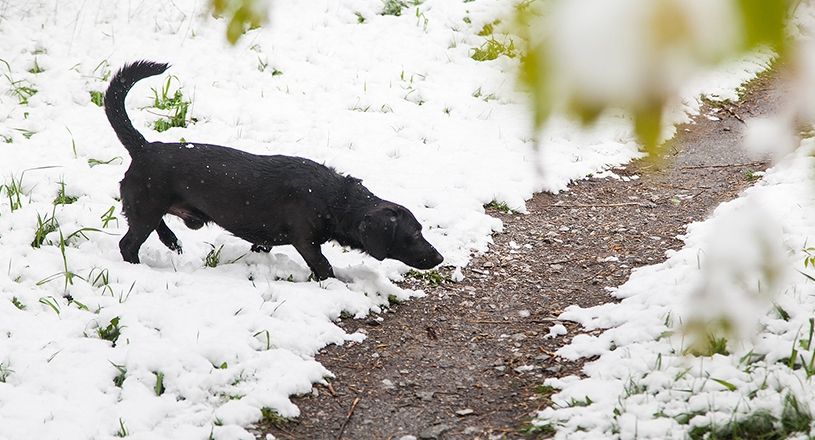 Перший сніг у Карпатах! - фото 1
