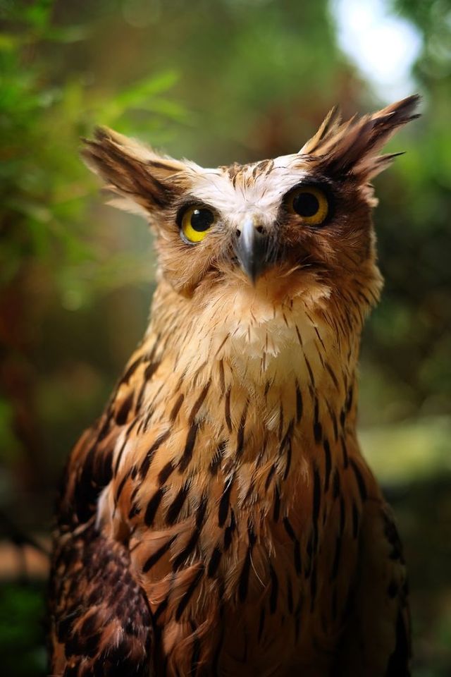 Краще за котиків! Чарівні сови на ефектних фото - фото 193823