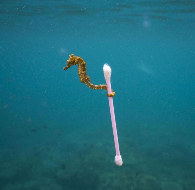 Найкращі фотографії дикої природи: фіналісти 2017 року - фото 196338
