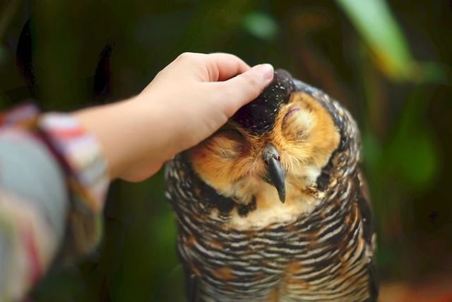 Краще за котиків! Чарівні сови на ефектних фото - фото 193825