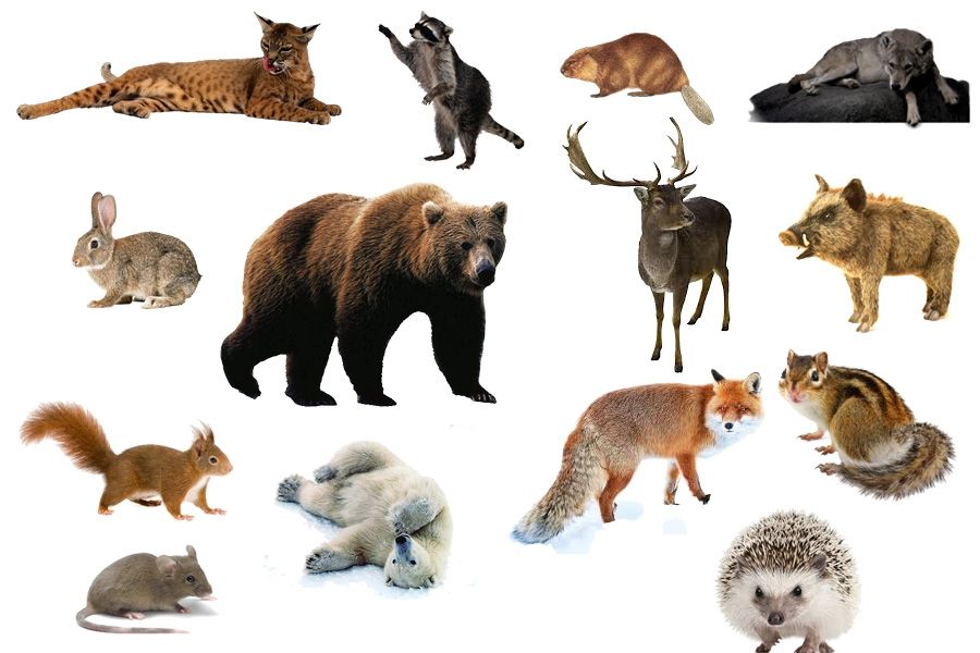 Названі тварини, які скоро вимруть